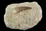Fossil Plesiosaur (Zarafasaura) Tooth In Rock - Morocco #73616-1